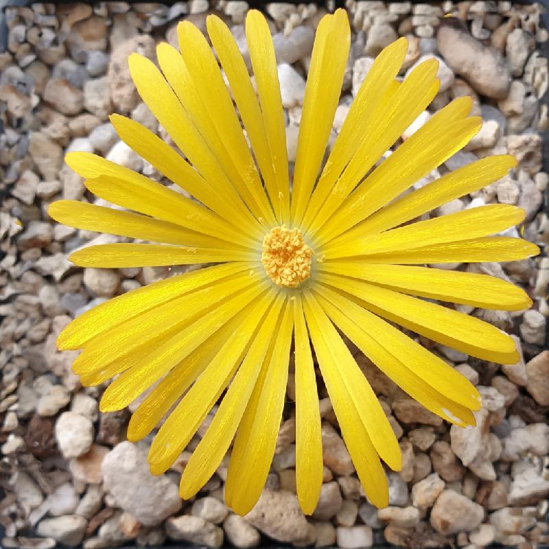 Lithops_dorotheae_C300_2.jpg
